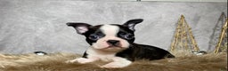 Boston Terrier dogs for sale: Sterling  - Ad 3