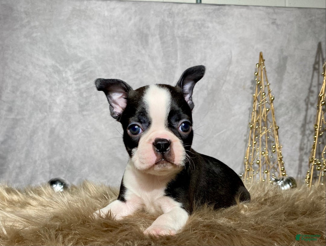 Boston Terrier dogs for sale: Sterling  - Ad 3