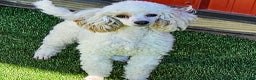 Standard Poodle dogs for sale: Prilla - Ad 1
