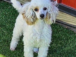 Standard Poodle dogs Prilla - Ad 36