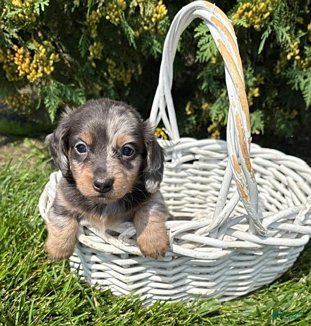 Miniature Dachshund dogs Nala - Ad 2