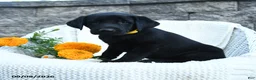 Labrador Retriever dogs for sale: Micah - Ad 4