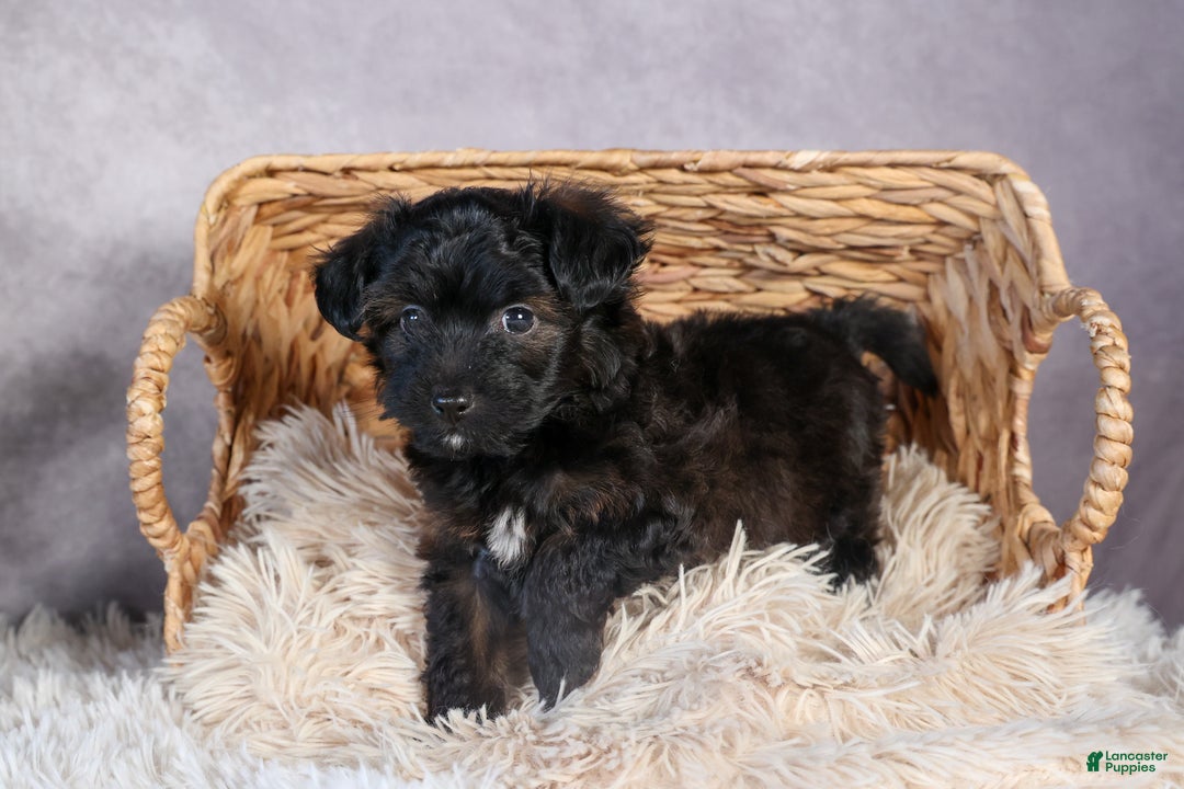 Mini Aussiedoodle dogs for sale: Snickers - Ad 13