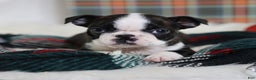 Boston Terrier dogs for sale: Gala - Ad 5