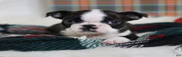 Boston Terrier dogs for sale: Gala - Ad 5