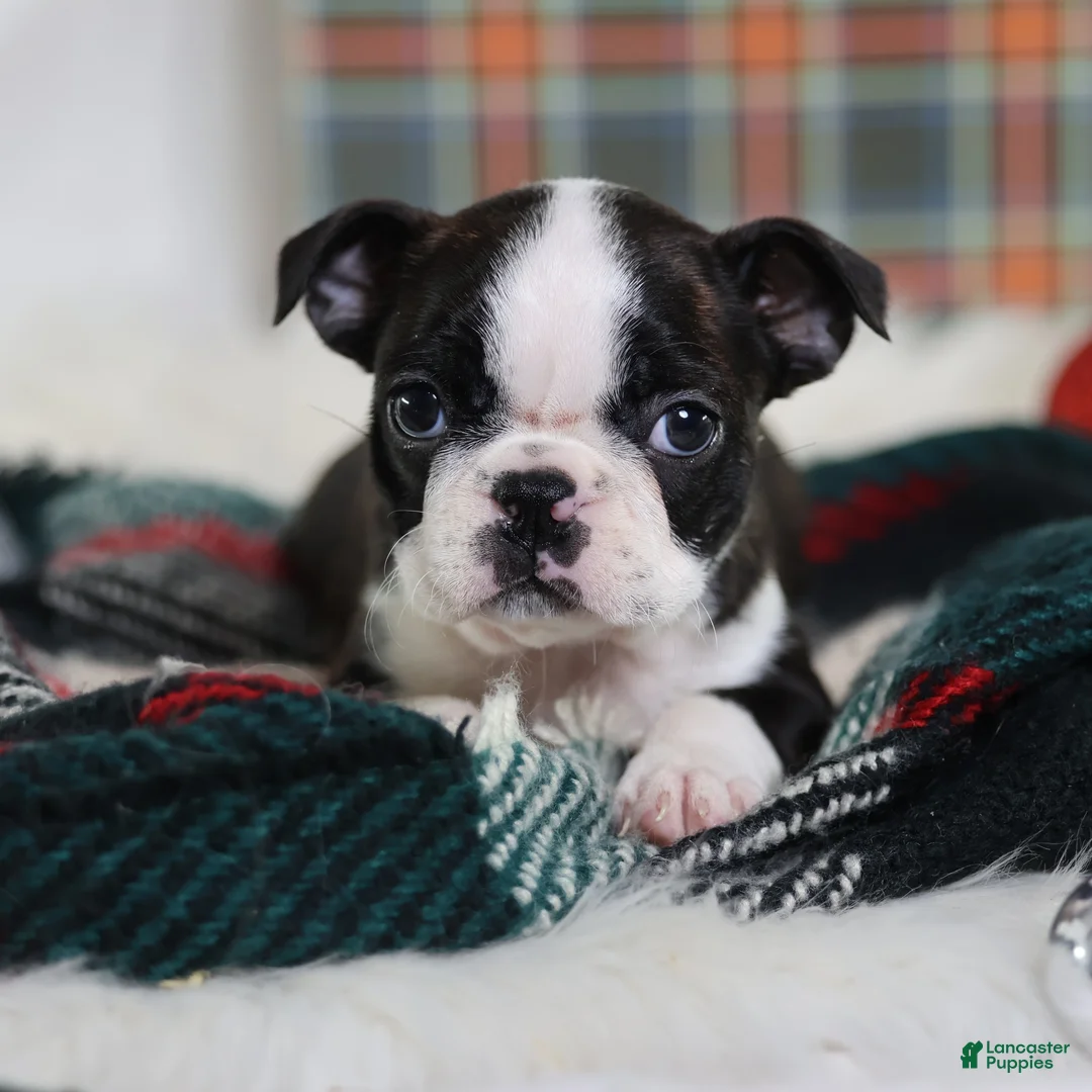 Boston Terrier dogs for sale: Gala - Ad 5