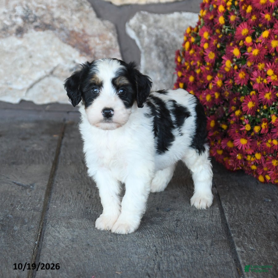 Mini Bernedoodle dogs for sale: Peanut  - Ad 2