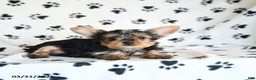 Yorkshire Terrier dogs for sale: Ida - Ad 3