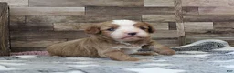 Cavapoo dogs for sale: #1 Male (Linda's) - Ad 8