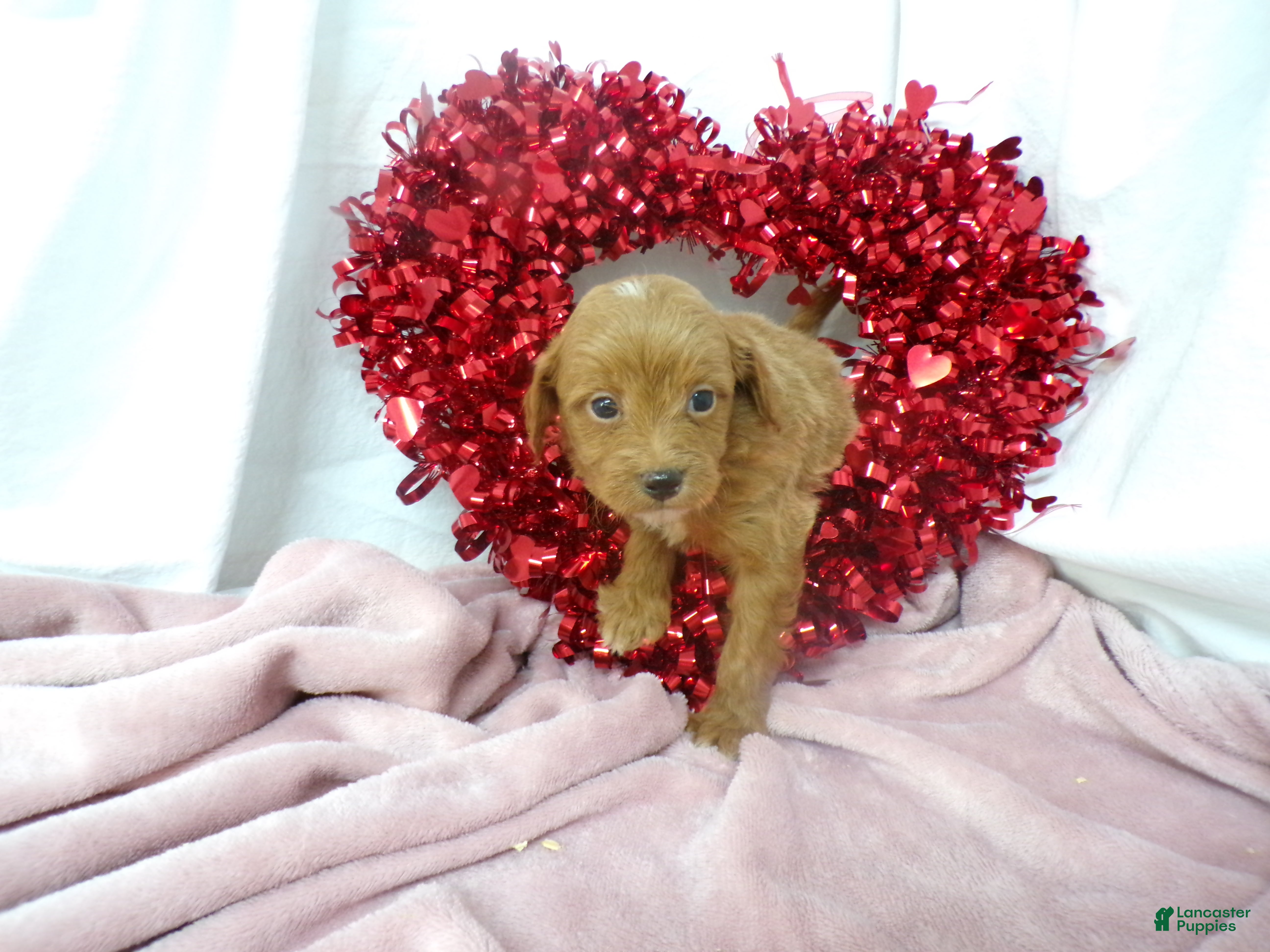 Mini Goldendoodle dogs Boston - Ad 2