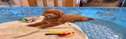 Miniature Poodle dogs for sale: Ned - Ad 4