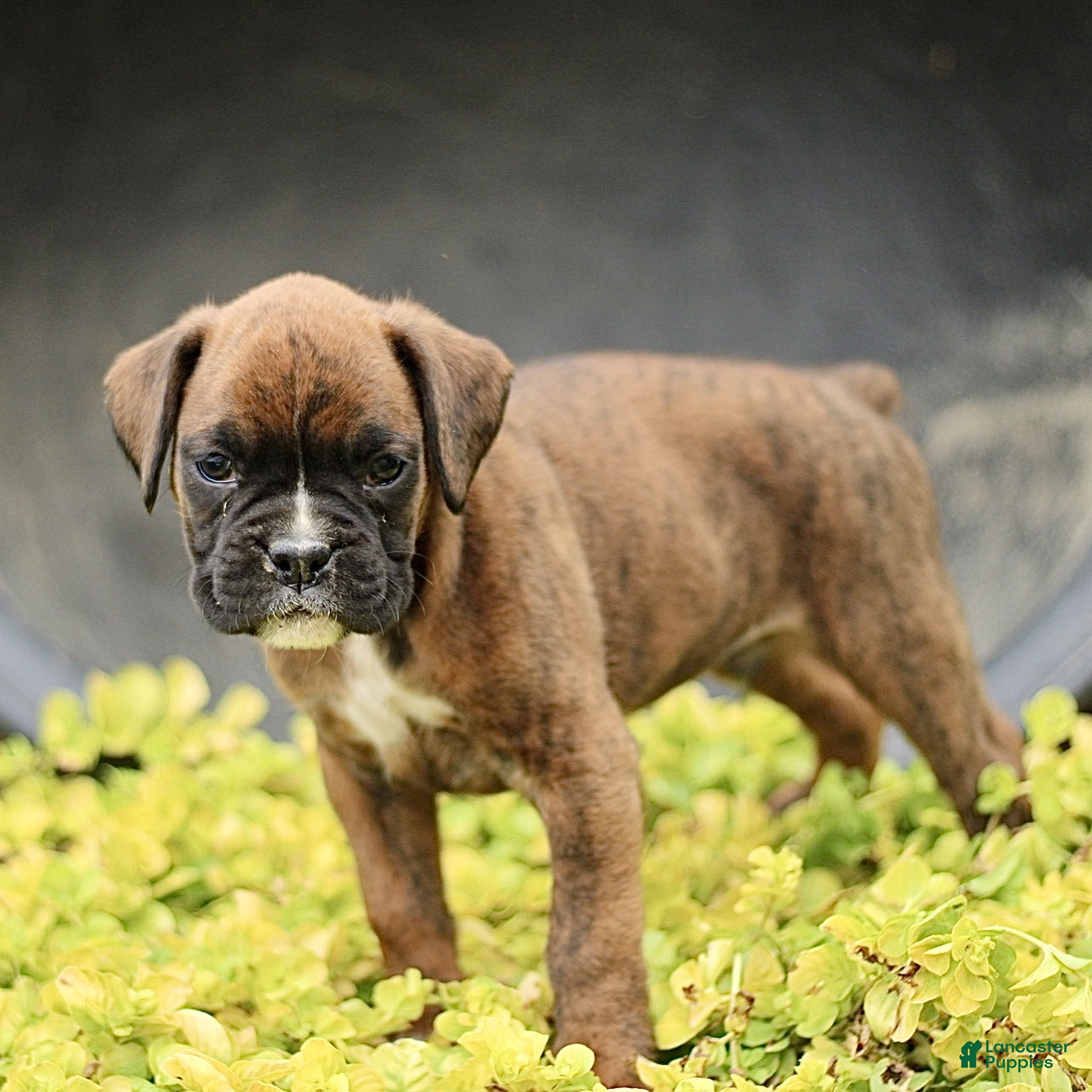 Boxer dogs Tristan  - Ad 1