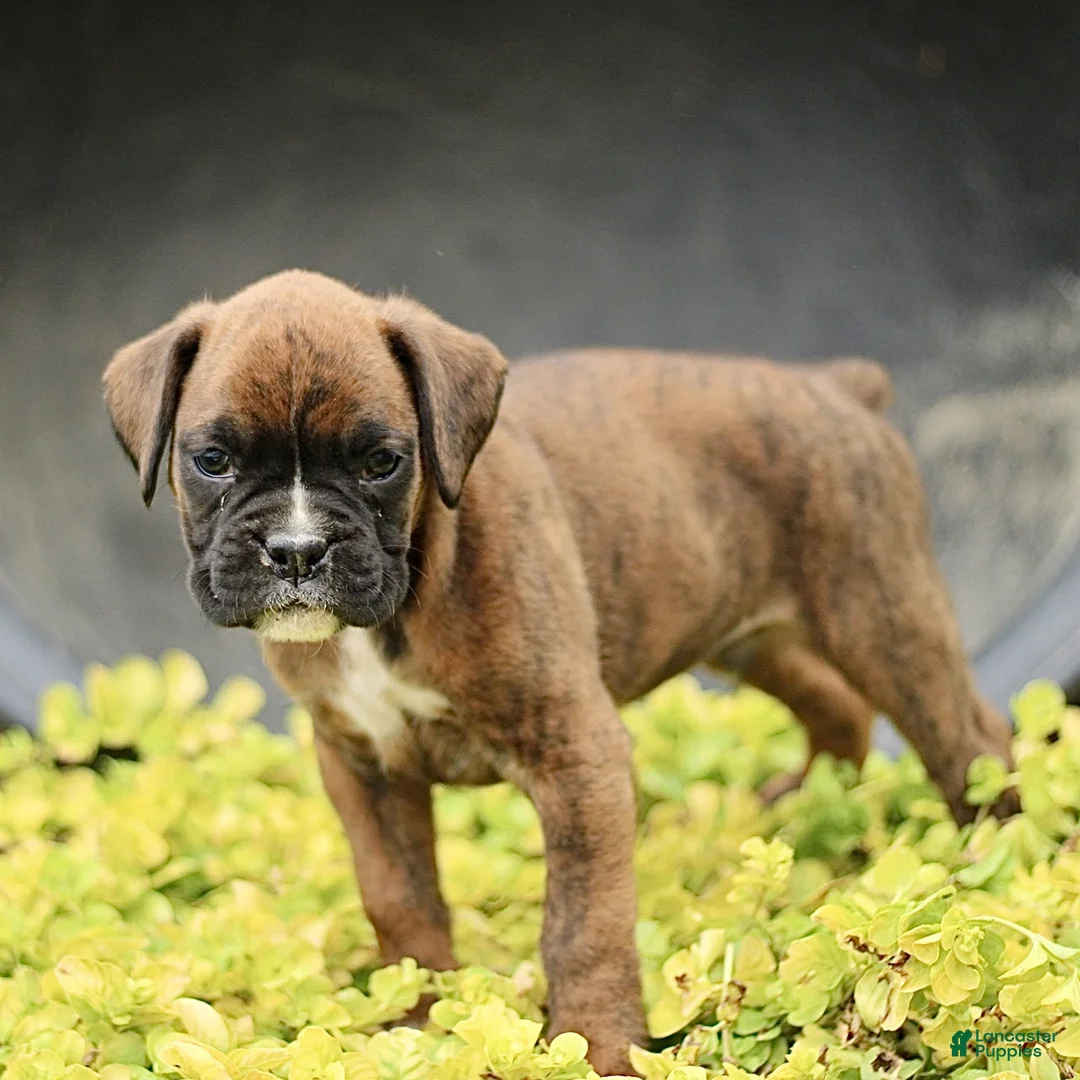 Boxer dogs for sale: Tristan  - Ad 1