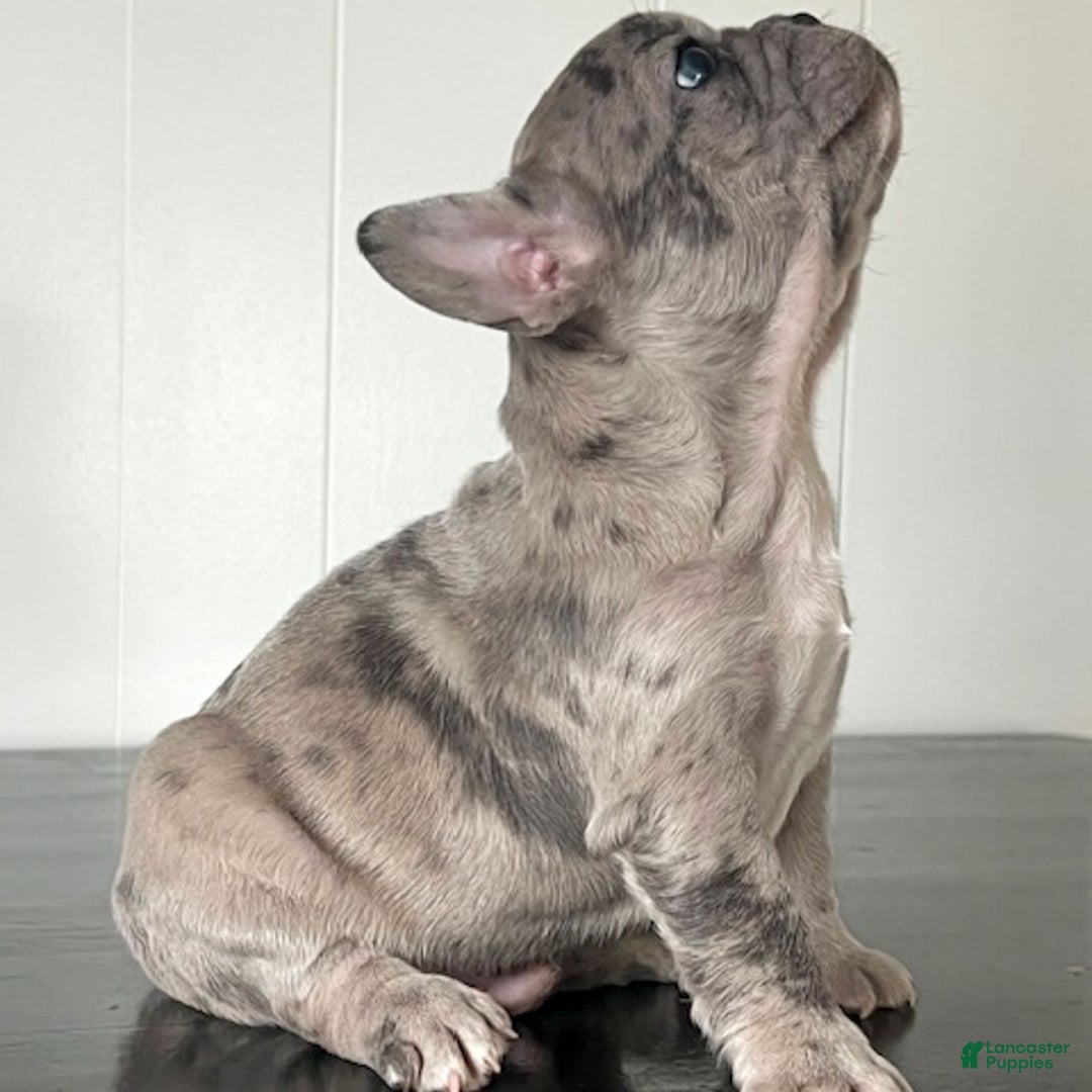 French Bulldog dogs for sale: Oscar - Ad 13