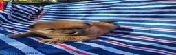 Chow Chow dogs for sale: Cooper - Ad 1