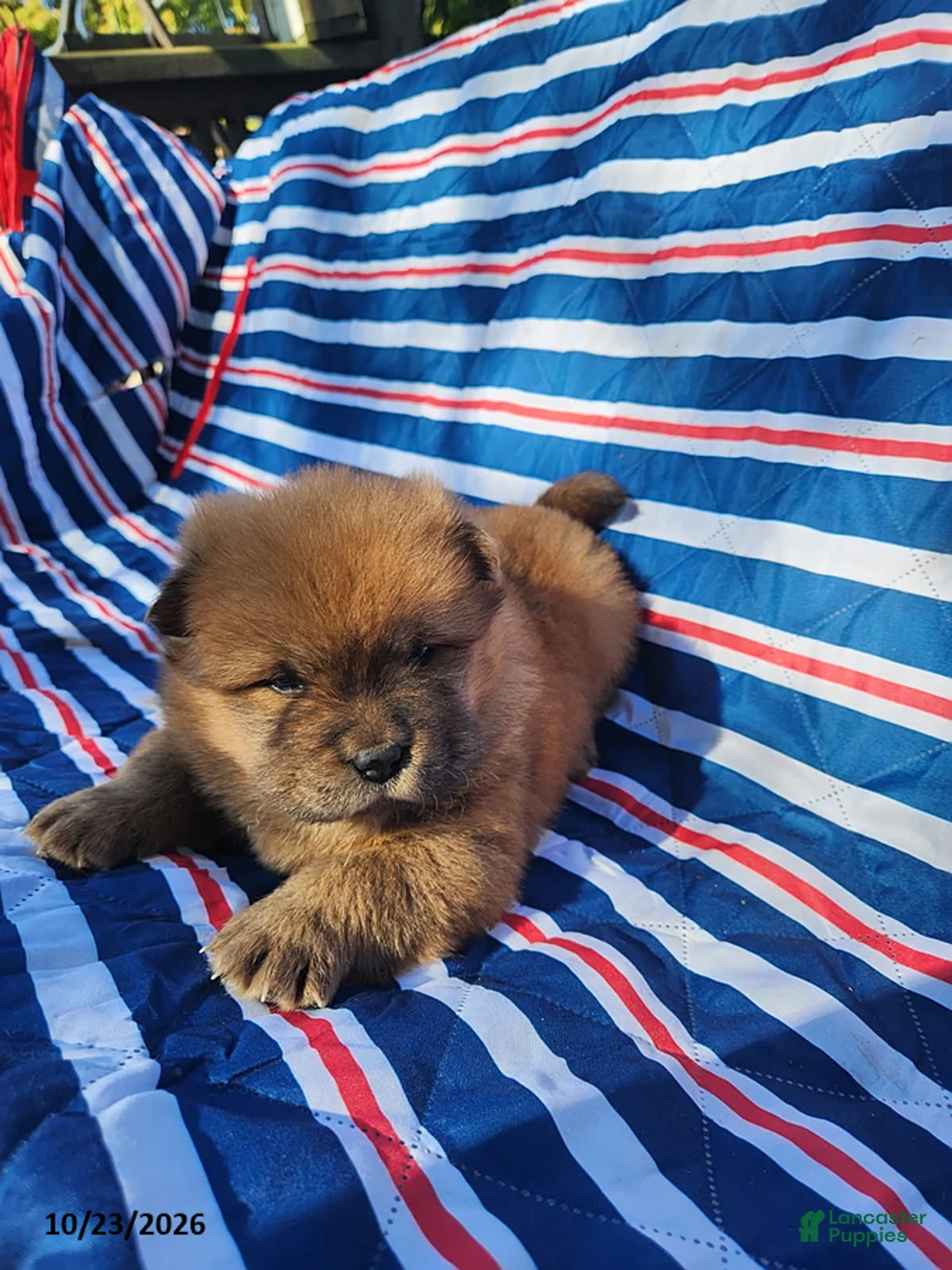 Chow Chow dogs for sale: Cooper - Ad 1