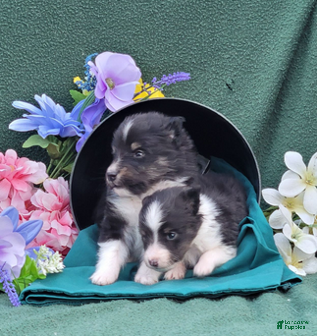Shetland Sheepdog dogs for sale: Pixie - Ad 6