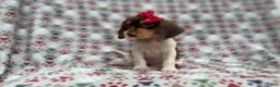 Beagle dogs for sale: Wynona - Ad 2