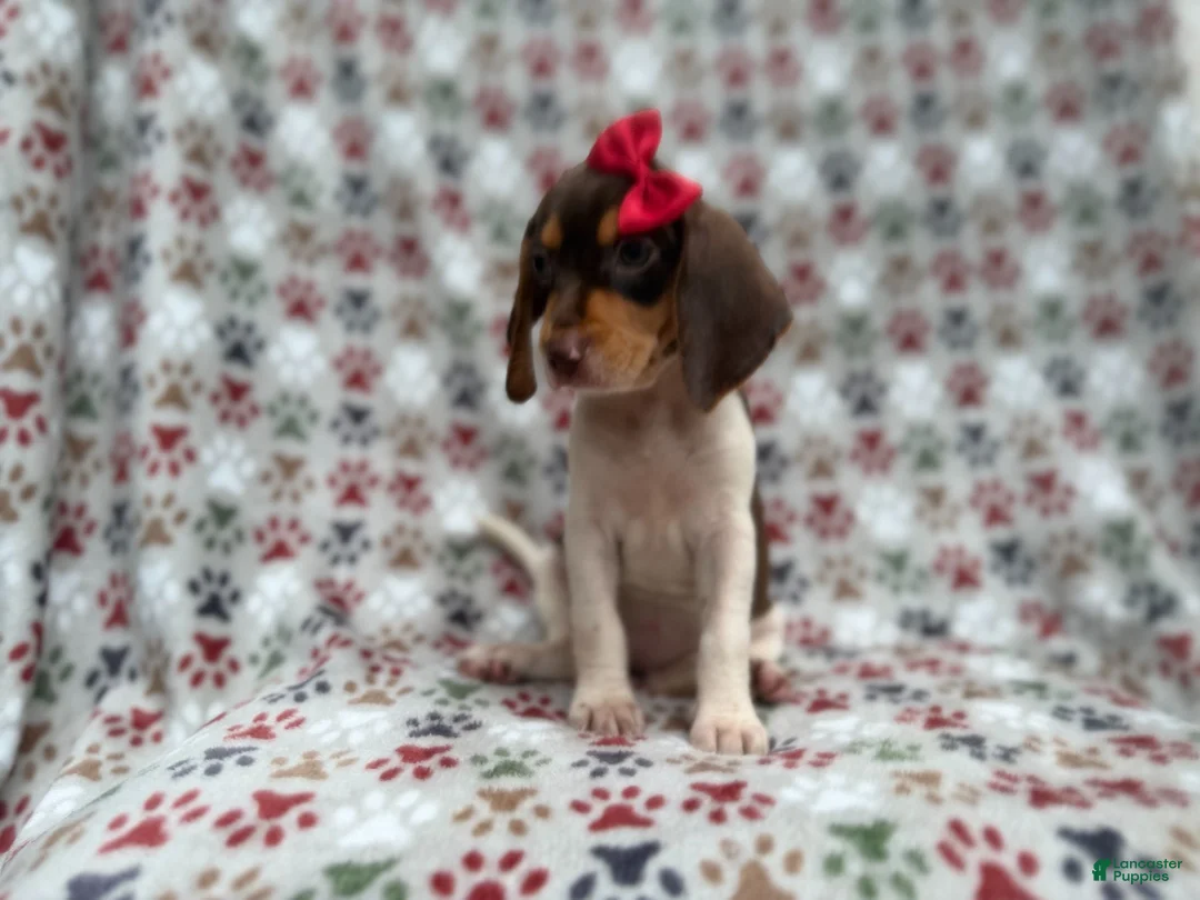 Beagle dogs for sale: Wynona - Ad 2