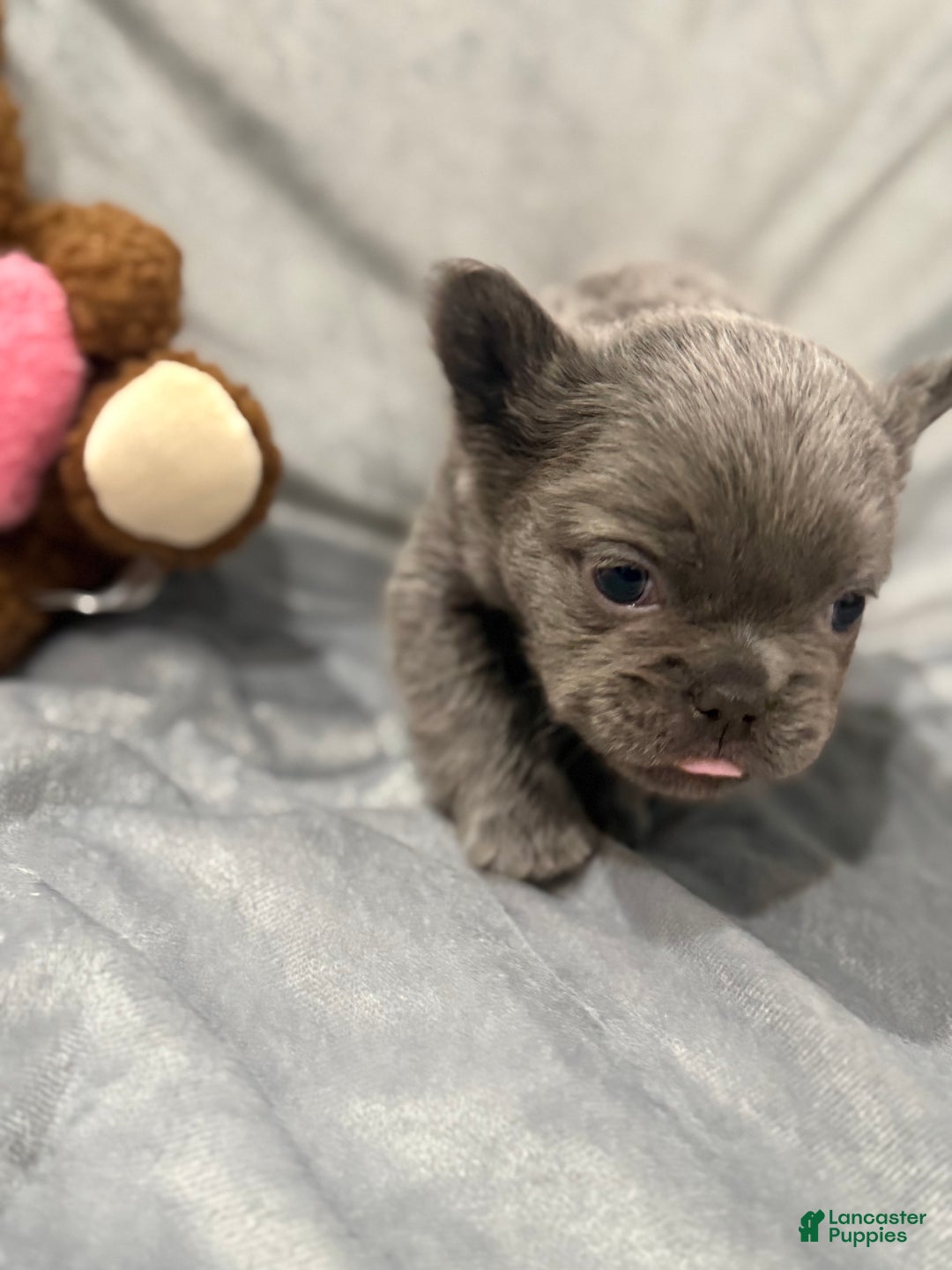 French Bulldog dogs for sale: Jingles - Ad 4