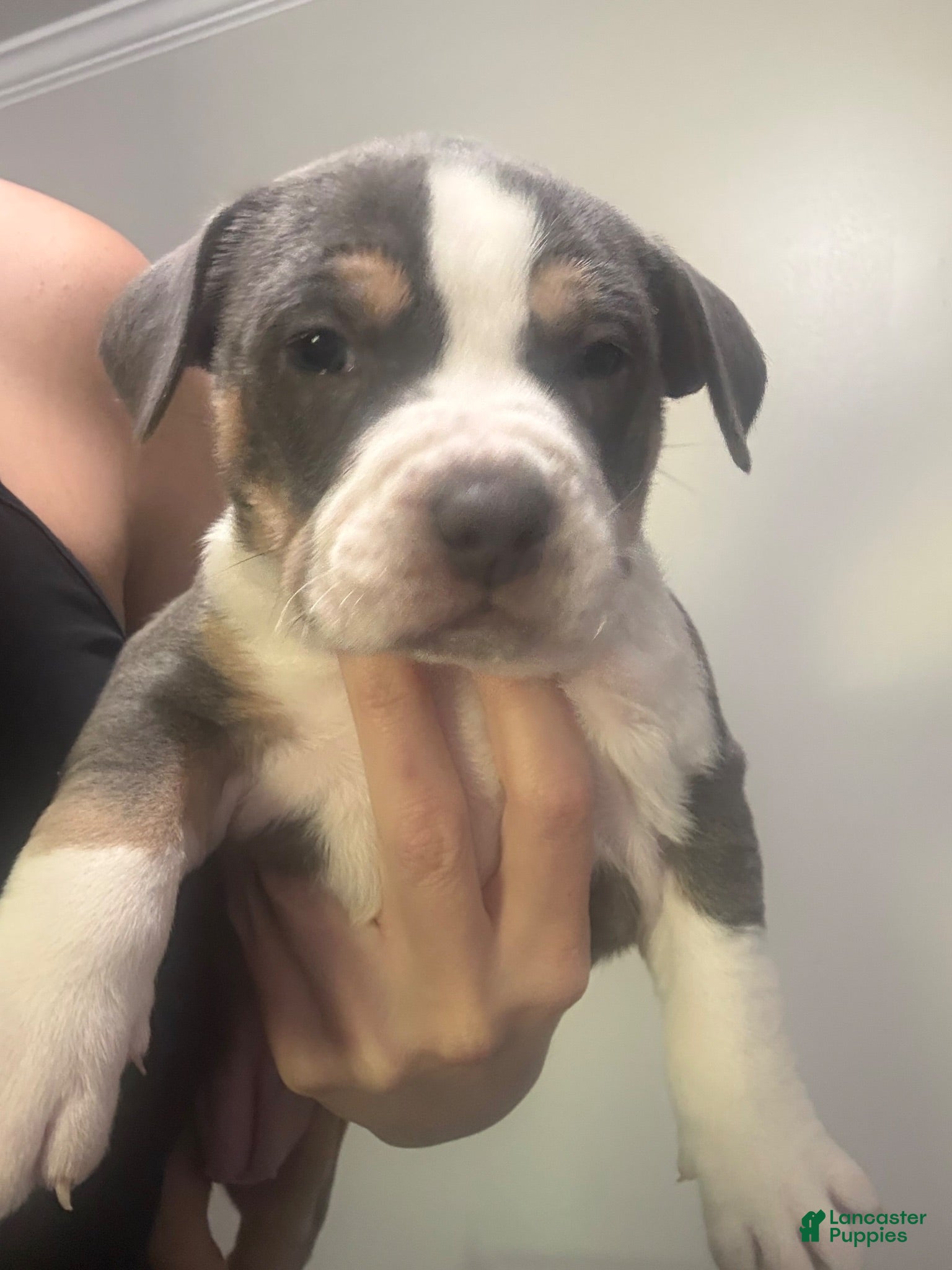 American Bully dogs American Bully 6 *Nala* - Ad 32