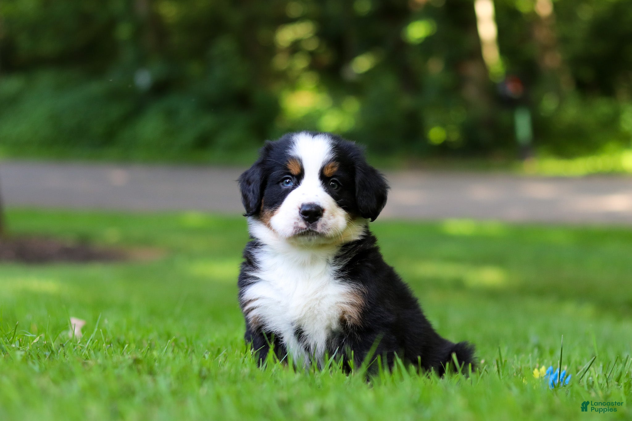 Bernese Mountain Dog dogs Bella - Ad 1