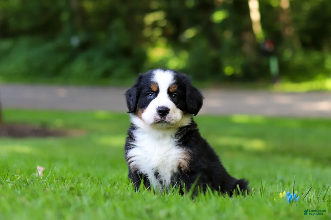 Bernese Mountain Dog dogs for sale: Bella - Ad 1