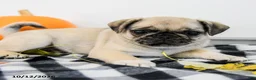 Pug dogs for sale: Poppy - Ad 5