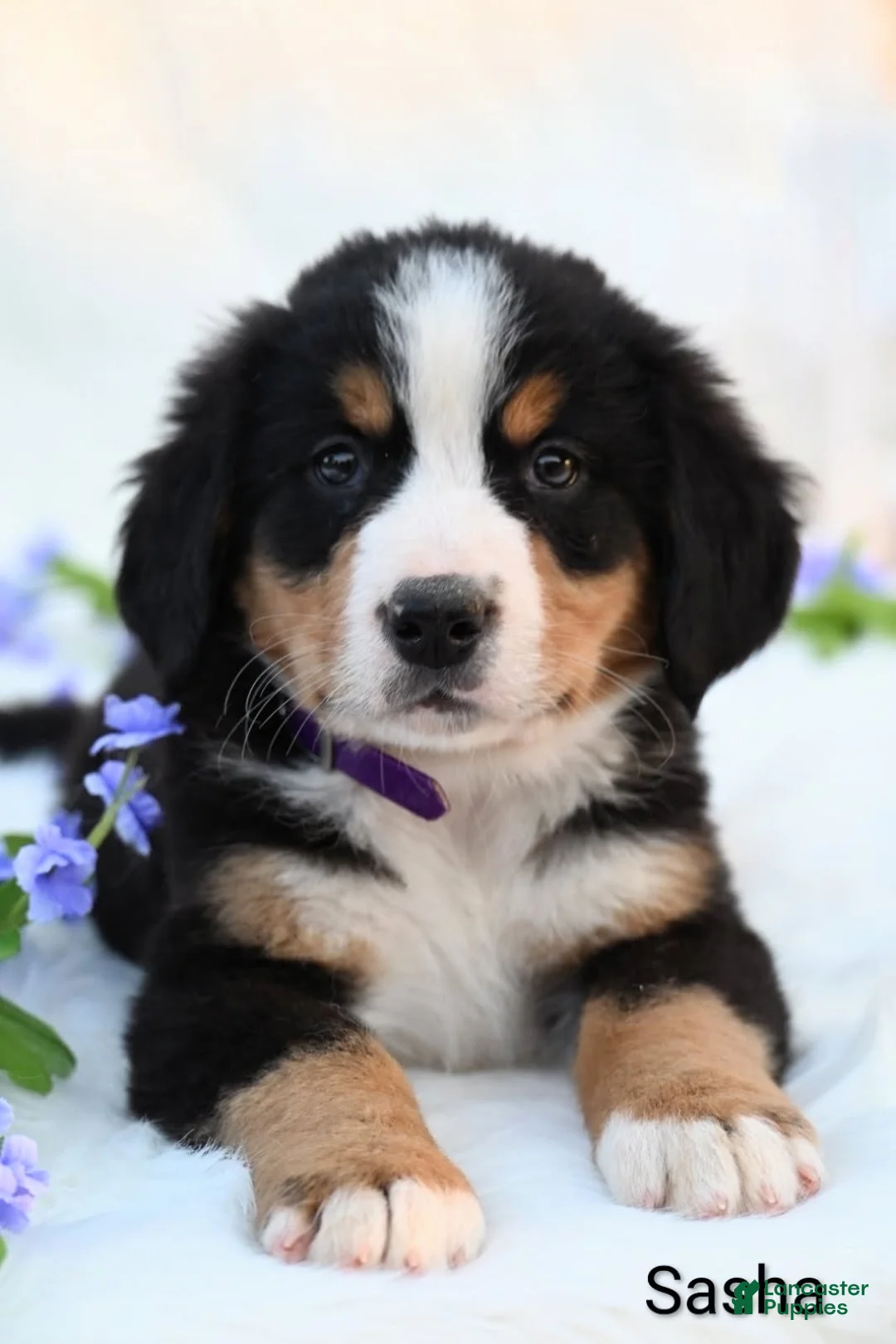 Bernese Mountain Dog dogs for sale: Sasha  - Ad 1