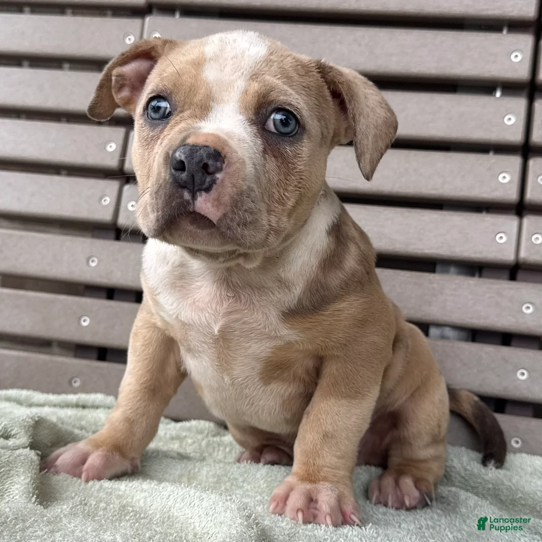 American Bully dogs for sale: Forrest - Ad 1