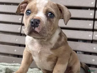 American Bully dogs for sale: Forrest - Ad 2