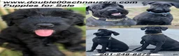 Giant Schnauzer dogs for sale: Mouse - Ad 14