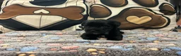 Yorkshire Terrier dogs for sale: Yorkshire Terrier 2 - Ad 5