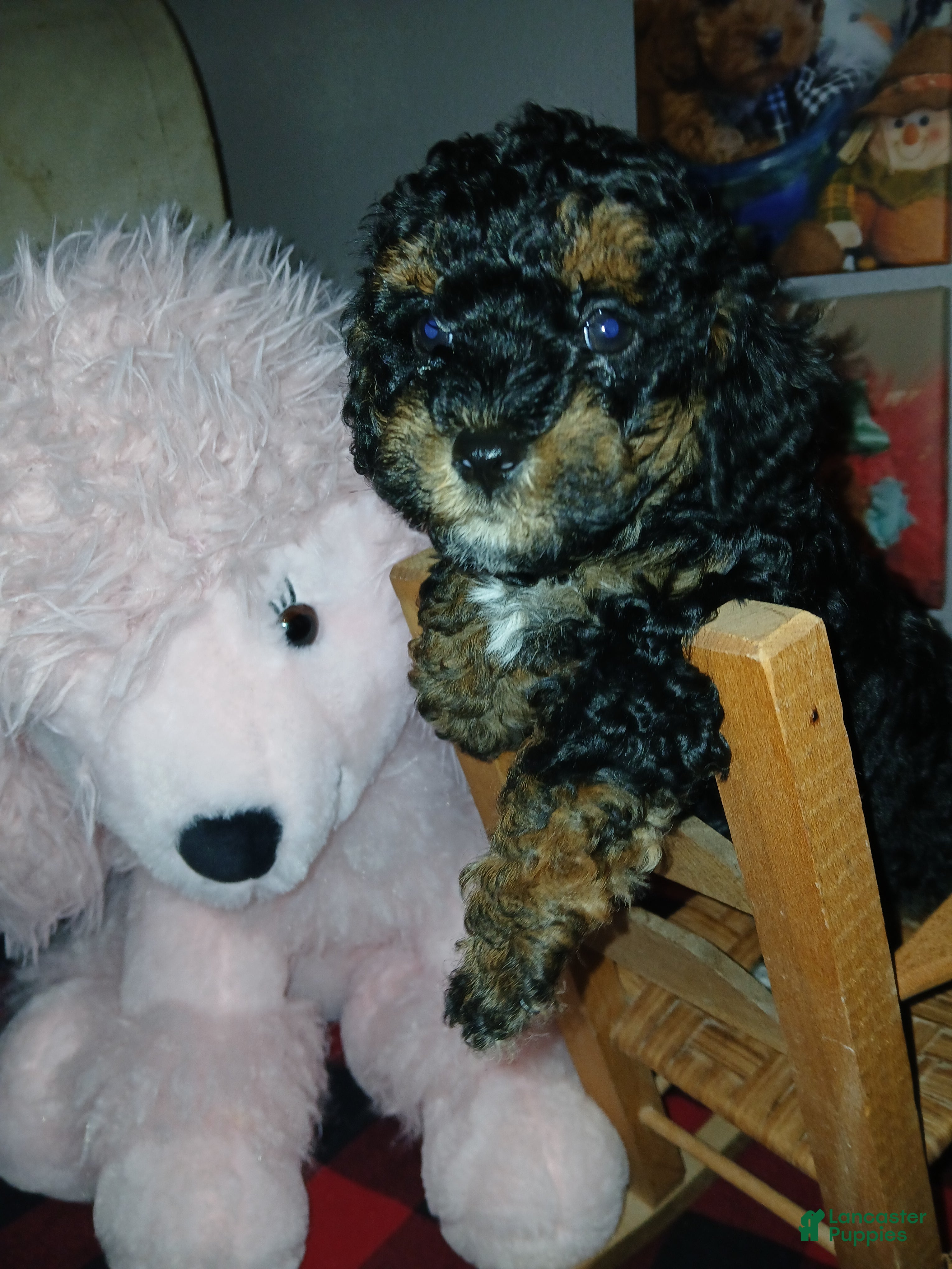 Toy Poodle dogs Fancy - Ad 2