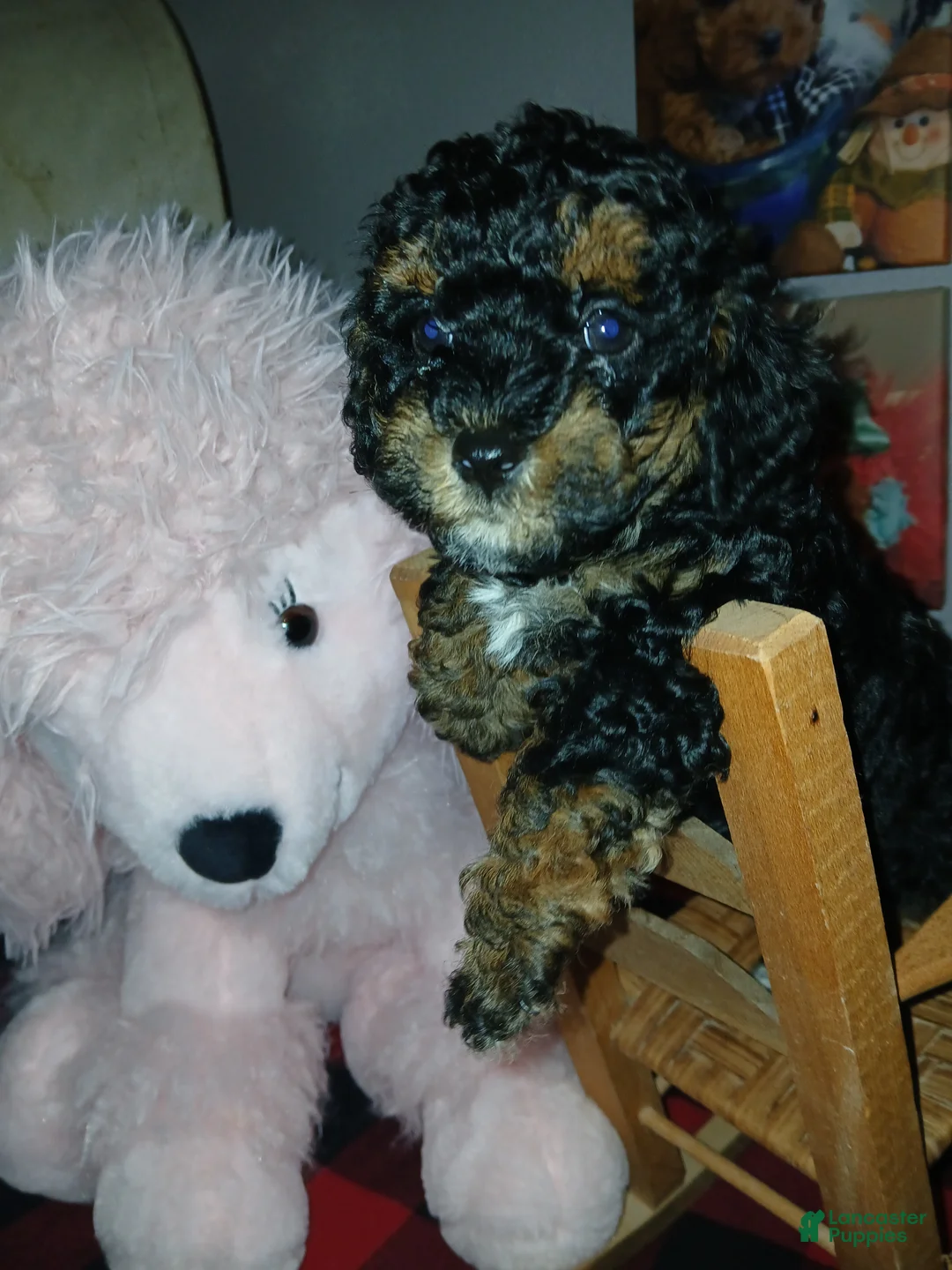 Toy Poodle dogs for sale: Fancy - Ad 2