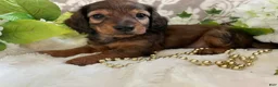 Miniature Dachshund dogs for sale: Moose - Ad 3