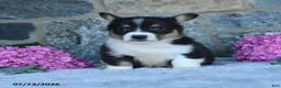 Welsh Corgi Pembroke dogs for sale: Vander - Ad 3