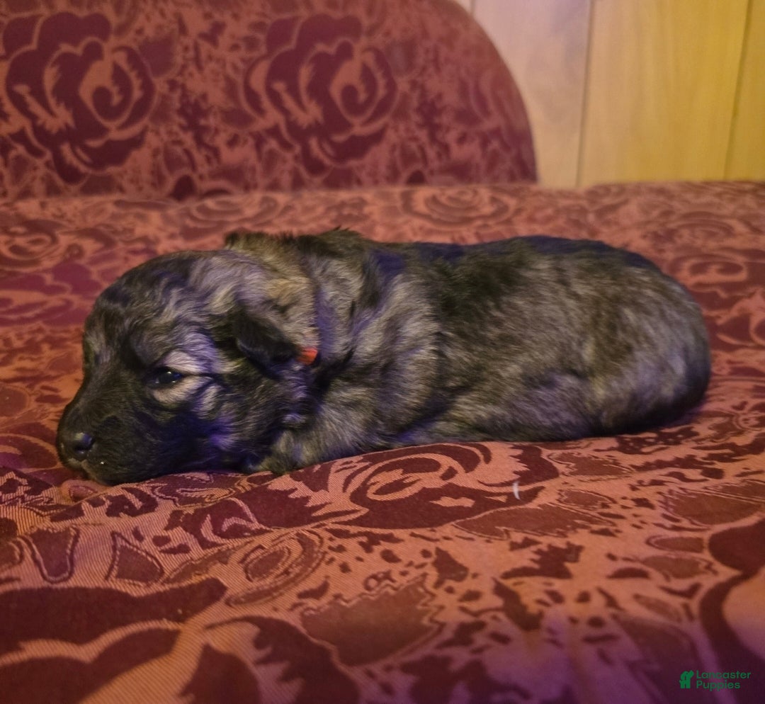 Mixed Breed dogs Eclipsa  - Ad 2