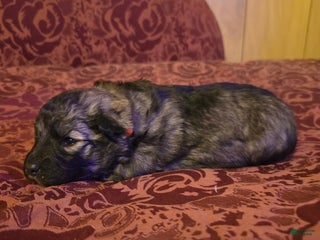 Mixed Breed dogs Eclipsa - Ad 2