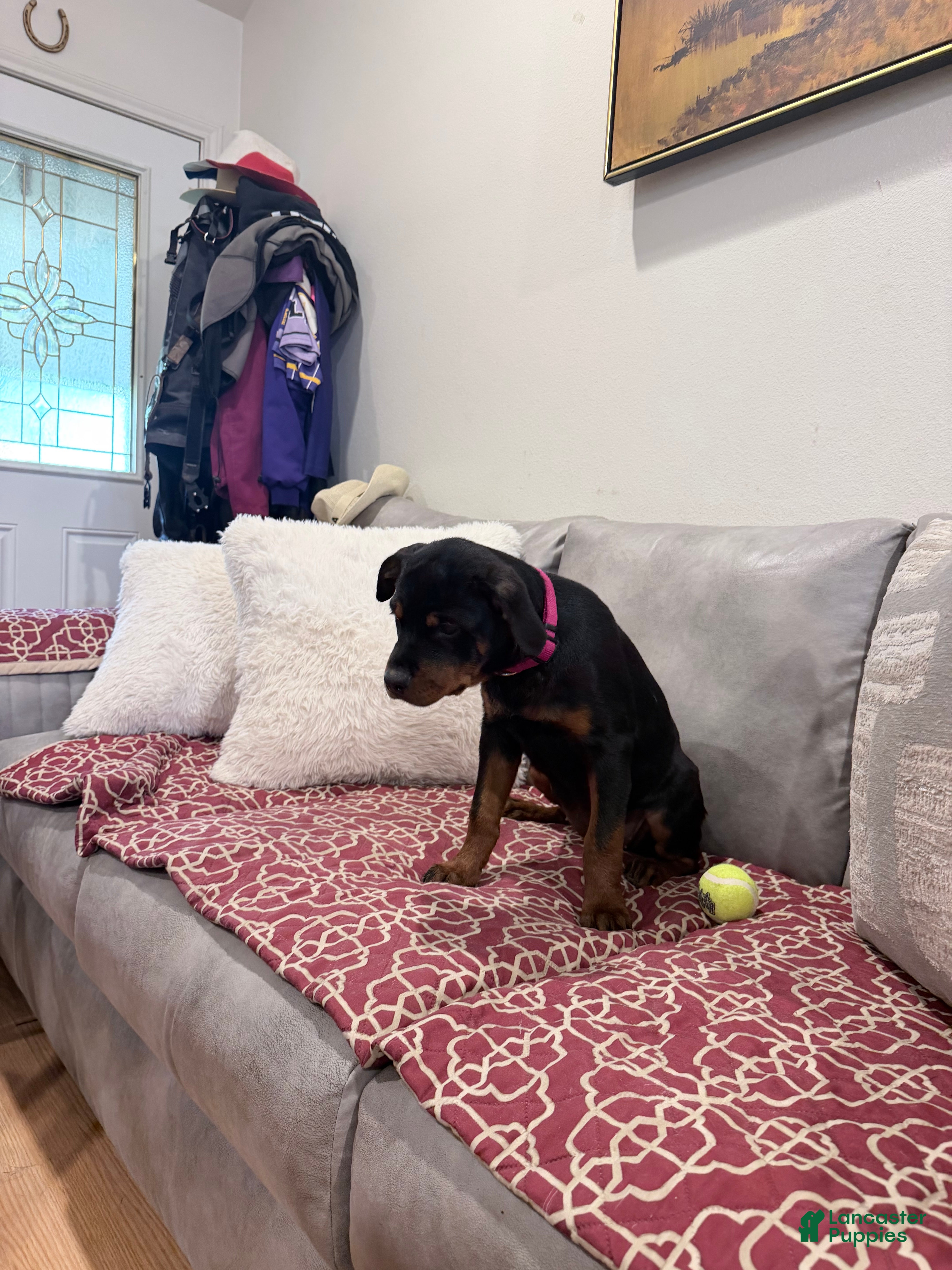 Rottweiler dogs Dark Pink collar girl - Ad 2