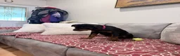 Rottweiler dogs for sale: Dark Pink collar girl - Ad 2