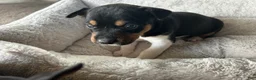 Rat Terrier dogs for sale: Old Dominion terrier Indi - Ad 2