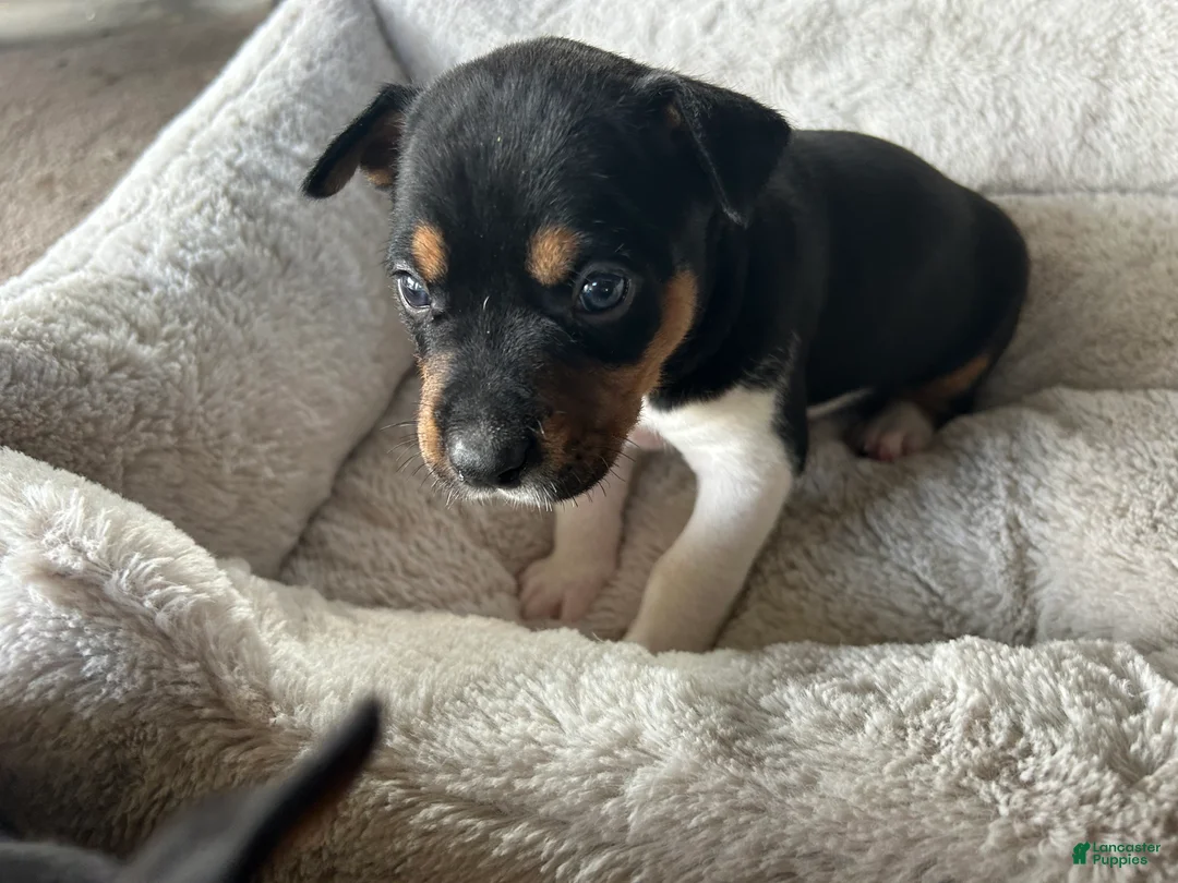 Rat Terrier dogs for sale: Old Dominion terrier Indi - Ad 2