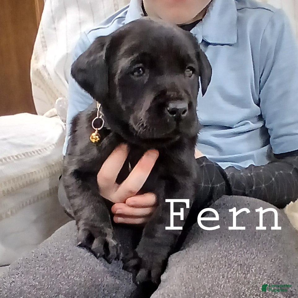 Labrador Retriever dogs FERN - Ad 5