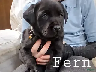 Labrador Retriever dogs FERN - Ad 5