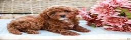 Toy Poodle dogs for sale: Beauty - Ad 3