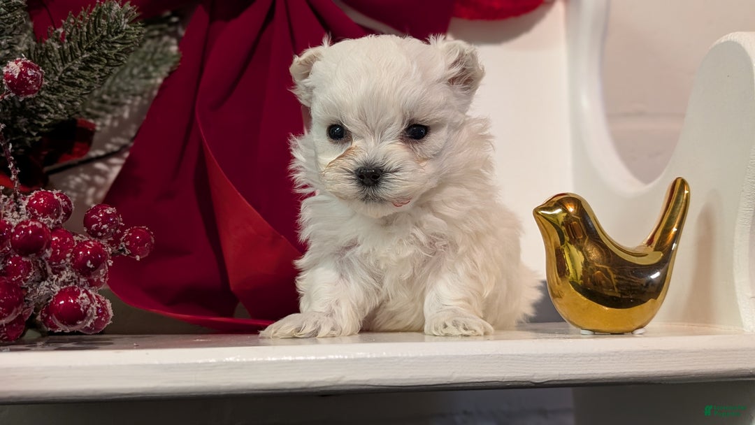 Maltese dogs for sale: Kai - Ad 4