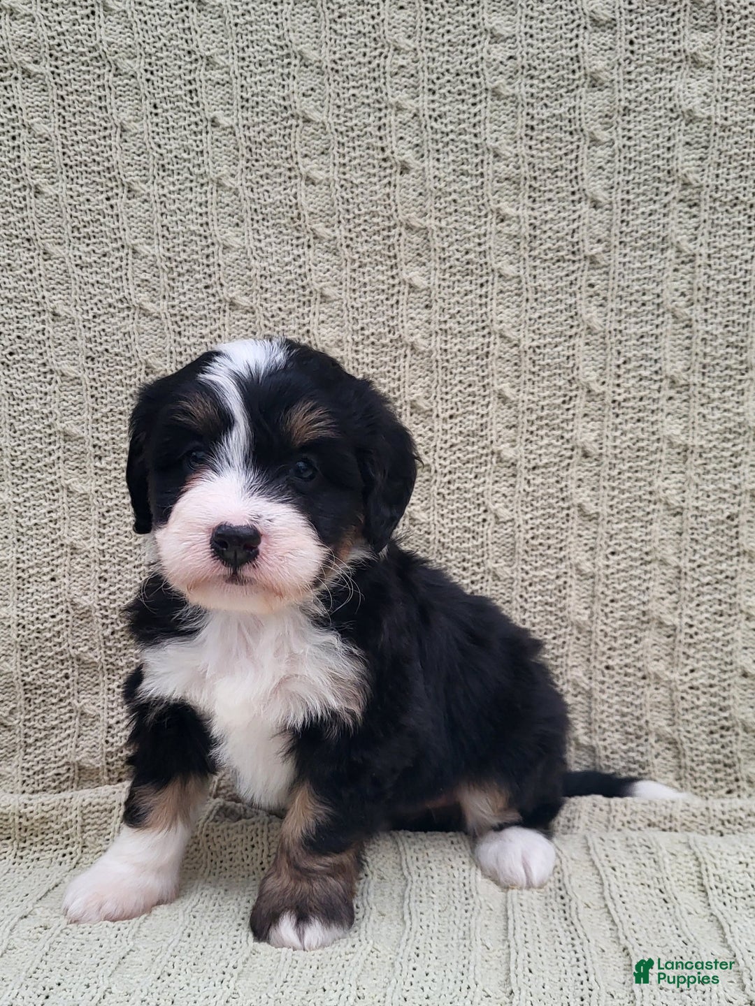 Mini Bernedoodle dogs for sale: Sophie  - Ad 8