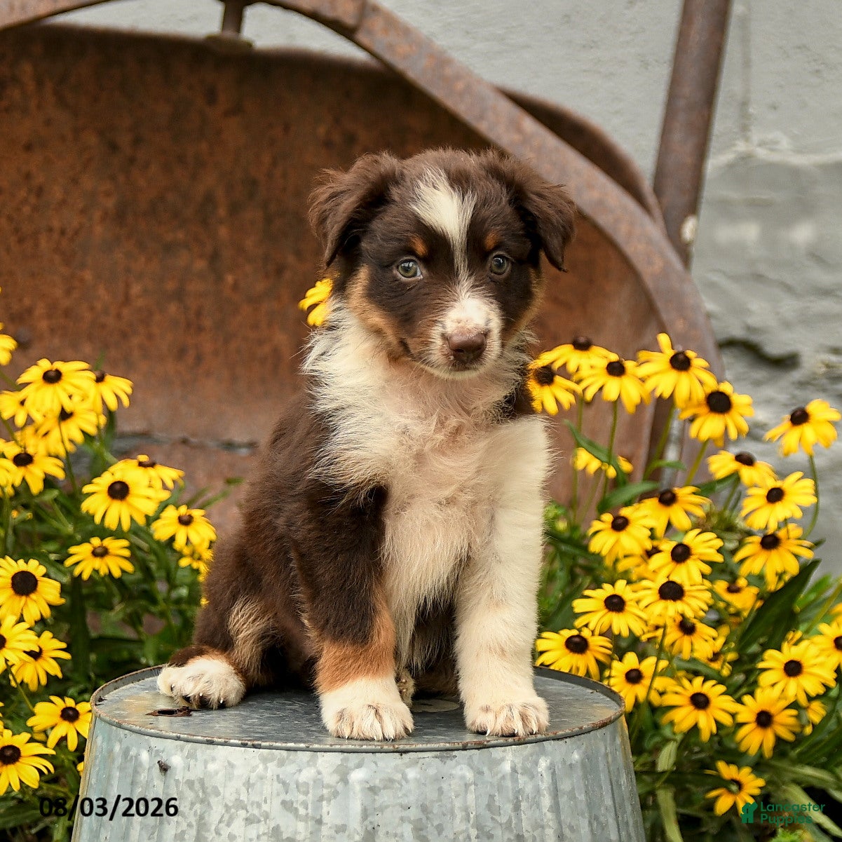 Australian Shepherd dogs Florence - Ad 1