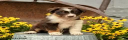 Australian Shepherd dogs for sale: Florence - Ad 5